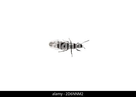 Close up of a winged queen of a black garden ant, isolated on white background. Lasius niger species ant, a insectivorous ant occurring in the Stock Photo
