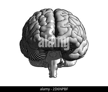 Human brain Drawing Illustration - Brain .ico png download - 942*808 - Free  Transparent png Download. - Clip Art Library