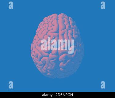 Engraving drawing brain in top view illustration isolated on earth tone ...