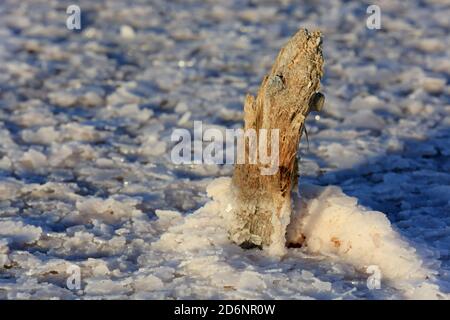 old wooden pillar with salt crystal on lake surface Stock Photo