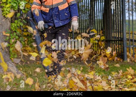 A utility worker in a special uniform uses a blower to remove fallen leaves from a park lawn. Yellow leaves are flying in the air. Autumn sunny day Stock Photo