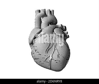 Human heart anatomy. Vector illustration in cartoon style. Isolated on ...