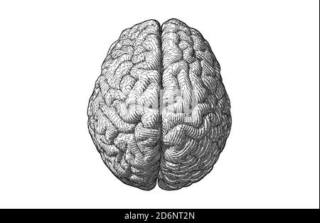 Monochrome engraving drawing brain illustration with geometric line style in top view isolated on white background Stock Photo