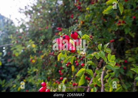 Rosehips growing wild in a hedgerow. Stock Photo
