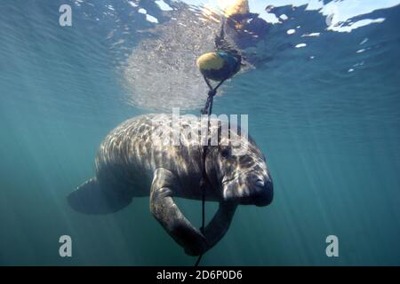 West Indian Manatee; Trichechus manatus. Types of Manatee can be found in the Amazon, West Africa, the Caribbean and tropical regions of North America Stock Photo