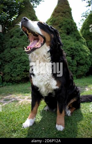 Female Bernese Mountain Dog Stock Photo