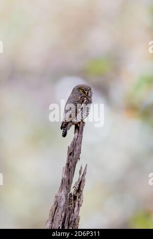 Brown hawk owl (Ninox scutulata) Stock Photo