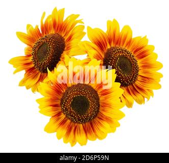 sunflowers isolated on a white background. Stock Photo