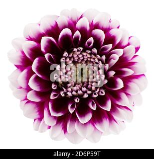 purple dahlias isolated on a white background.