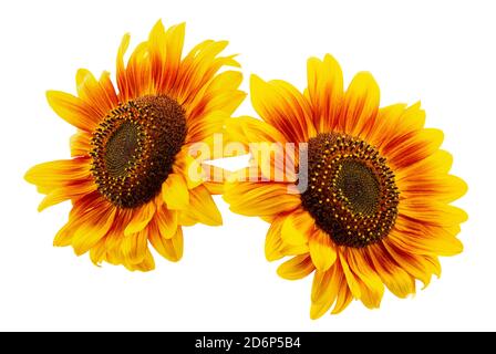 sunflowers isolated on a white background. Stock Photo