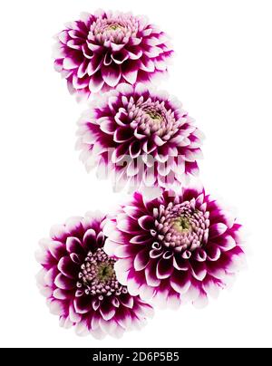 falling purple dahlias isolated on a white background. Stock Photo