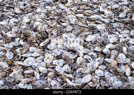 Pile of discarded oyster shells close up Stock Photo