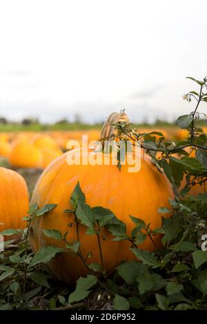 Close up view of a pumpkin in a field Stock Photo