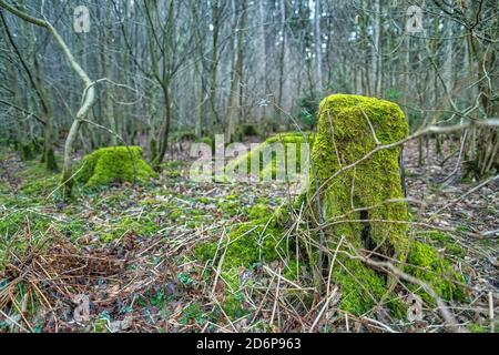 A green mossy tree trunk in the middle of a forest. Stock Photo