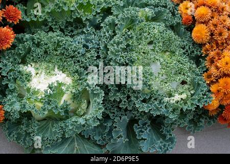 White Ornamental Flowering Kale Growing in garden, Autumn Flowers, Plants, Perennials Brassica oleracea Stock Photo