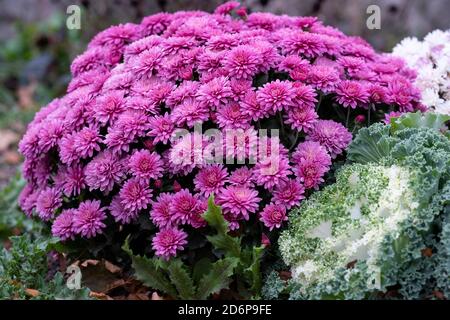 Pink Chyrsanthemum and White Ornamental Flowering Kale Growing in garden, Autumn Flowers, Plants, Perennials v Stock Photo