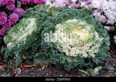 White Ornamental Flowering Kale Growing in garden, Autumn Flowers, Plants, Perennials Brassica oleracea Stock Photo