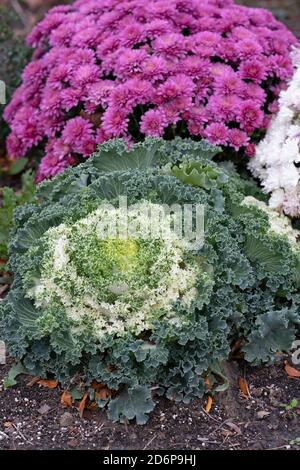 White Ornamental Flowering Kale and Pink Chrysanthemum Growing in garden, Autumn Flowers, Plants, PerennialsBrassica Oleracea Stock Photo