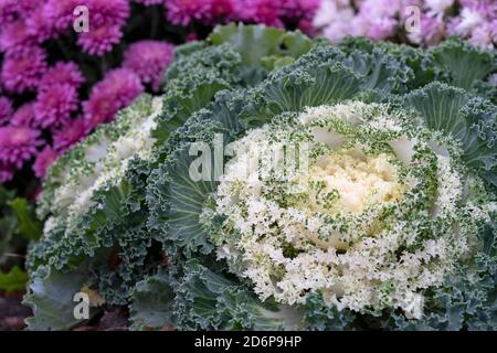 White Ornamental Flowering Kale Growing in garden, Autumn Flowers, Plants, Perennials Brassica Oleracea Stock Photo