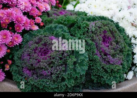 Purple Nagoya Red or Nagoya Rose, Ornamental Flowering Kale, Brassica oleracea growing outside in the garden Stock Photo