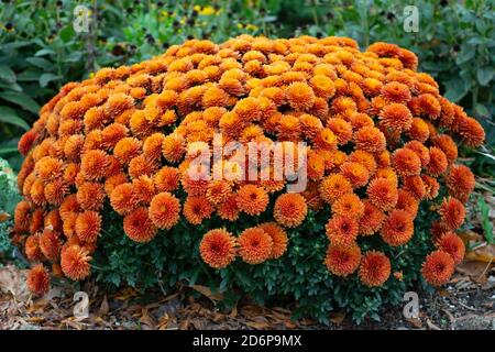 Orange Chyrsanthemum, Chrysanthemums Flowers Growing in Garden Stock Photo