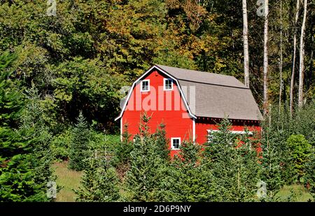 Red Barn in Forest Stock Photo