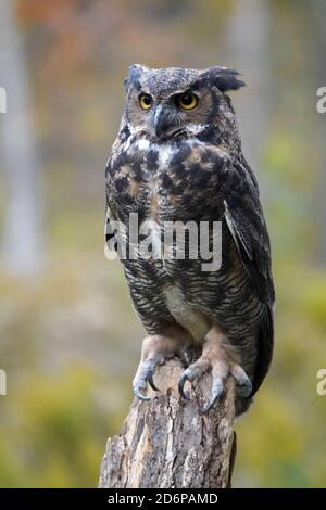 Owl is an excellent forest predator with silent gliding Stock Photo - Alamy