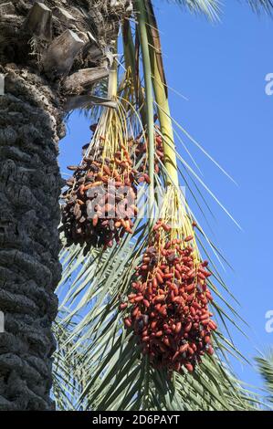 Israel, Izrael, ישראל; Phoenix dactylifera, Daktylowiec właściwy, Palma daktylowa, Date palm. Ripening dates on a palm tree. הבשלת תמרים על עץ דקל. Stock Photo