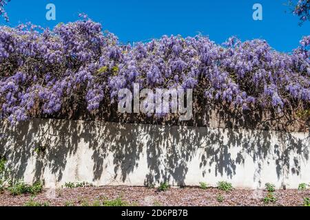 Wisteria is a genus of flowering plants in the legume family, Fabaceae (Leguminosae), that includes ten species of woody climbing vines. Stock Photo