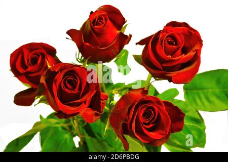 Bouquet of five red roses isolate on a white background. Roses bouquet isolated on white background. Stock Photo