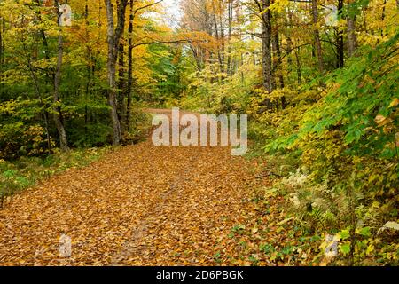 A logging road in the Adirondack Mountains, NY wilderness covered with leaves in autumn Stock Photo