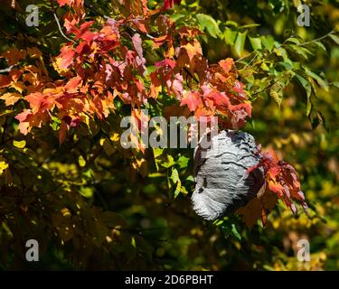 A hornet or wasp nest hanging in a colorful tree in the Adirondack wilderness in autumn. Stock Photo