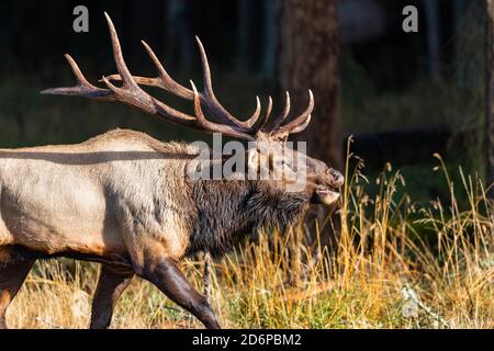 Large male Elk during the rut season in the pacific northwest Stock Photo