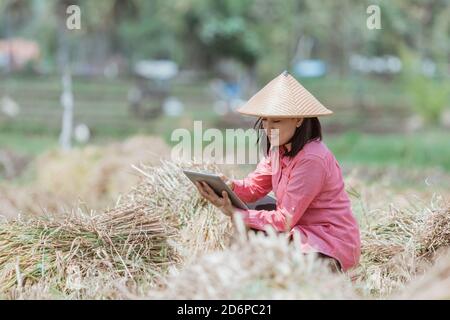 female farmers wear hats when squatting using tablets in the rice fields Stock Photo