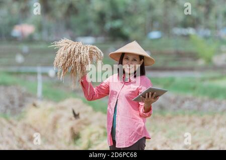 female farmers wear hats and hold the rice plants they harvest while standing using tablets in the rice fields Stock Photo