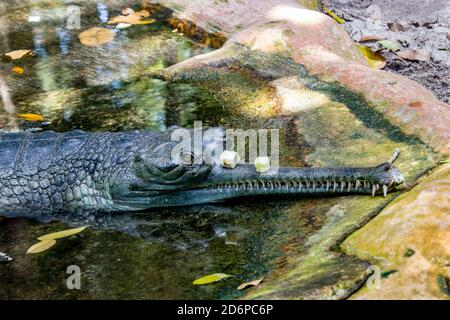 The gharial (Gavialis gangeticus) rests by the pond with apple on the mouth. It is a crocodilian in the family Gavialidae, native to sandy freshwater