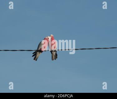 Kissing Cockies or just a pair of Galahs, two birds, Eolophus roseicapilla, Pink and grey Cockatoos, perched on an overhead wire Stock Photo