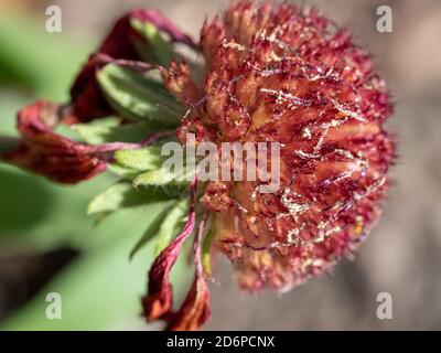 The final days of a red flower, possibly Rose Ring Blanket flower Stock Photo