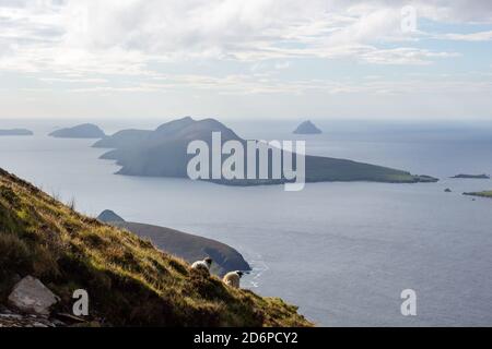 The Great Blasket Island viewed from the slopes of Mount Eagle (Sliabh an Iolair) on the Dingle Peninsula along the Wild Atlantic Way in Ireland Stock Photo