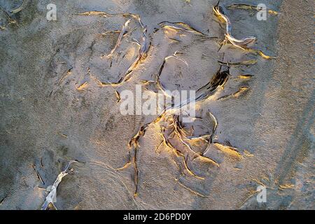 Dead tree  limbs from above, Lake Ninan Salt Lake, Victoria Plains  Western Australia Stock Photo