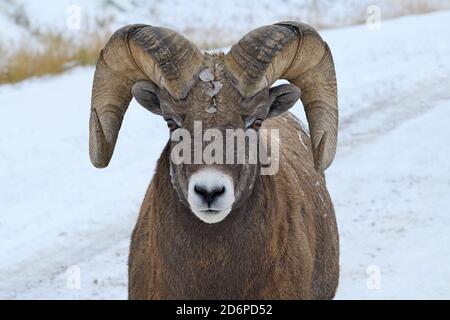 A close up portrait image of a rocky mountain Bighorn Sheep 'Orvis canadensis', walking on a rural road in the foothills of the rocky mountains in Alb