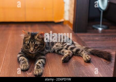 Cute charcoal bengal kitty cat laying on the floor at home Stock Photo