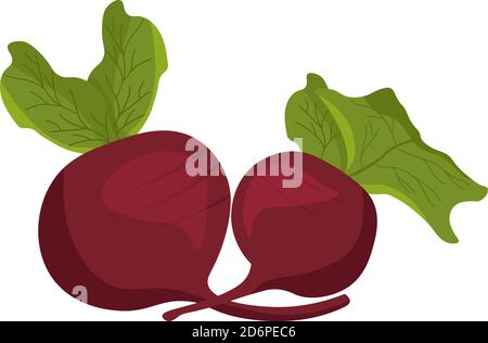 Red beetroot, illustration, vector on white background Stock Vector
