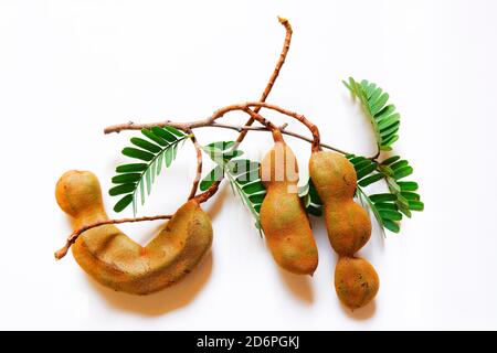 a top close shot of raw tamarind fruits isolated on white plain background Stock Photo