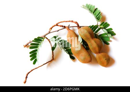 a top shot of fresh wet tamarind & leaves bunch isolated on plain white background Stock Photo