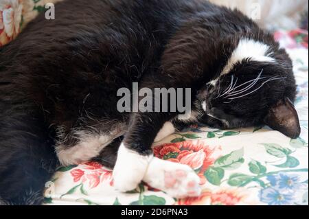 black and white cat sleeping on floral fabric Stock Photo