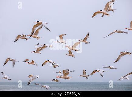 A flock of flying seagulls against pale blue sky on Drakes Beach, Point Reyes National Seashore, Marin County, California Stock Photo