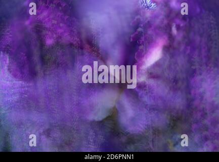 double exposure with purple iris and foxglove flowers Stock Photo