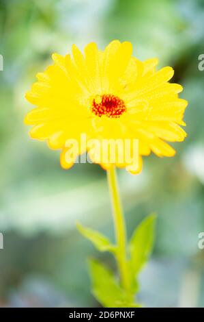Abstract yellow flower with red center and green stem with leaves Stock Photo
