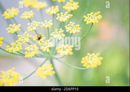 ladybug on fennel flowers Stock Photo